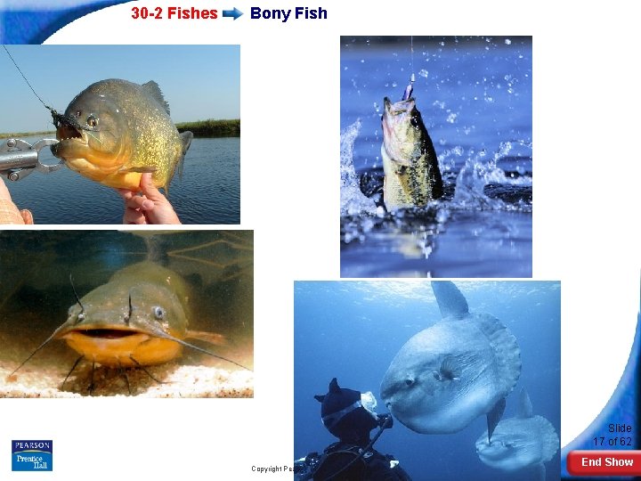 30 -2 Fishes Bony Fish Slide 17 of 62 Copyright Pearson Prentice Hall End