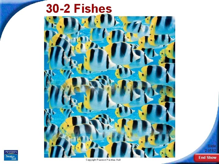 30 -2 Fishes Slide 2 of 62 Copyright Pearson Prentice Hall End Show 