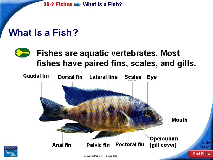 30 -2 Fishes What Is a Fish? Fishes are aquatic vertebrates. Most fishes have