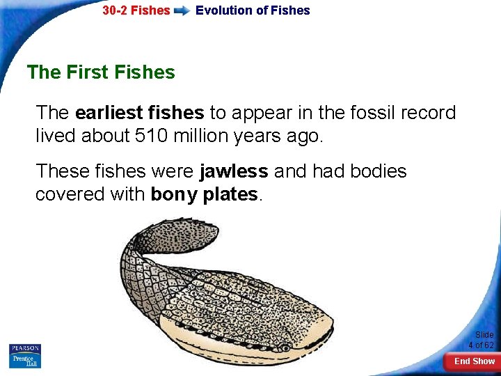 30 -2 Fishes Evolution of Fishes The First Fishes The earliest fishes to appear