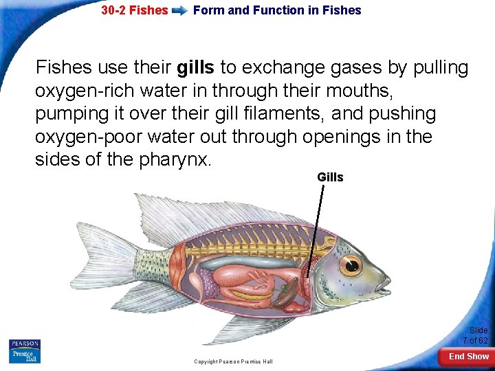 30 -2 Fishes Form and Function in Fishes use their gills to exchange gases