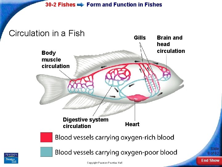 30 -2 Fishes Form and Function in Fishes Circulation in a Fish Gills Body