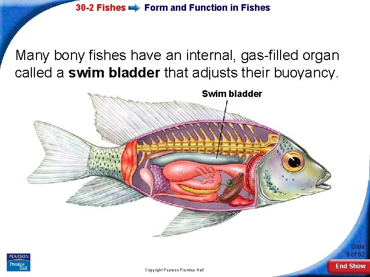 30 -2 Fishes Form and Function in Fishes Many bony fishes have an internal,