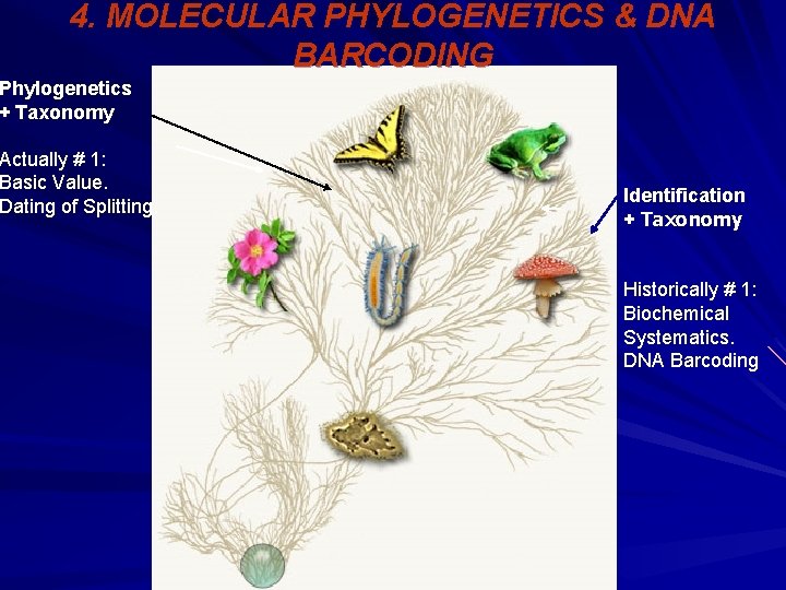 4. MOLECULAR PHYLOGENETICS & DNA BARCODING Phylogenetics + Taxonomy Actually # 1: Basic Value.