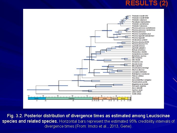 RESULTS (2) Fig. 3. 2. Posterior distribution of divergence times as estimated among Leuciscinae
