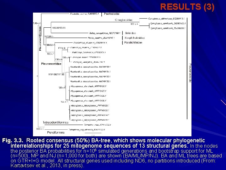 RESULTS (3) Fig. 3. 3. Rooted consensus (50%) BA-tree, which shows molecular phylogenetic interrelationships