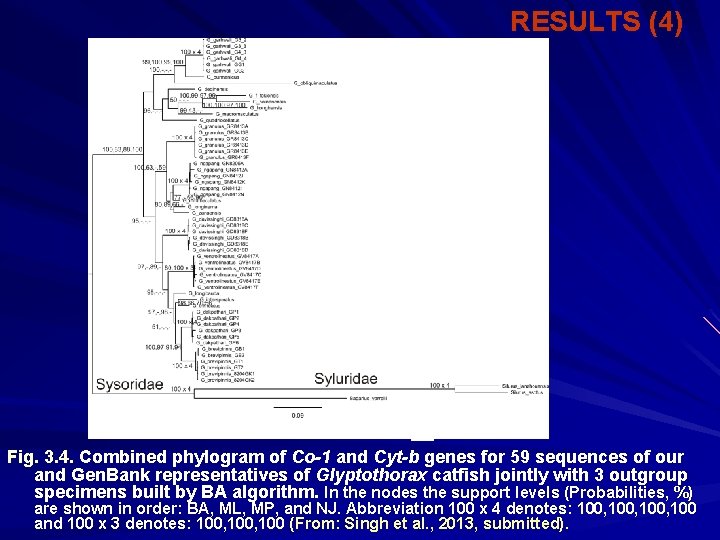 RESULTS (4) Fig. 3. 4. Combined phylogram of Co-1 and Cyt-b genes for 59