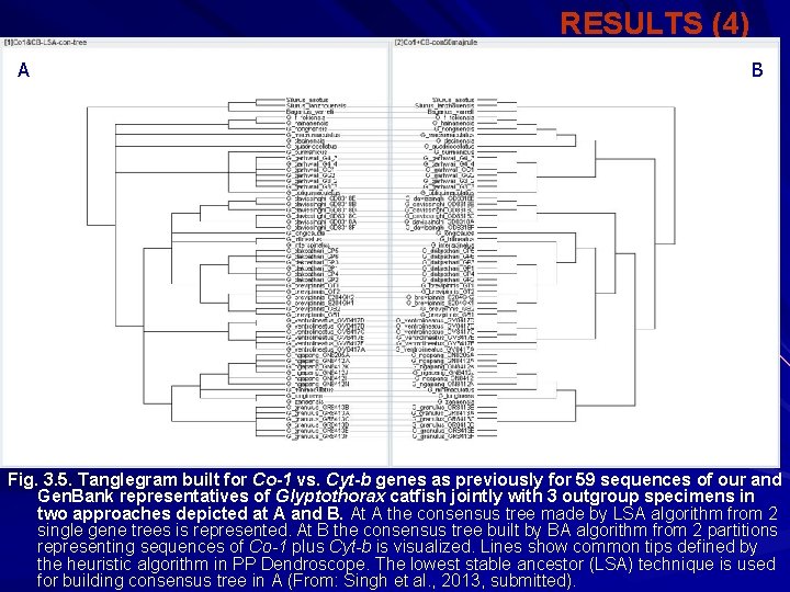 RESULTS (4) A B Fig. 3. 5. Tanglegram built for Co-1 vs. Cyt-b genes