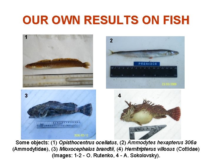 OUR OWN RESULTS ON FISH 1 3 2 4 Some objects: (1) Opisthocentrus ocellatus,