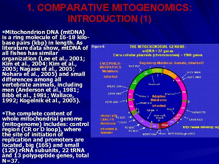 1. COMPARATIVE MITOGENOMICS: INTRODUCTION (1) • Mitochondrion DNA (mt. DNA) is a ring molecule