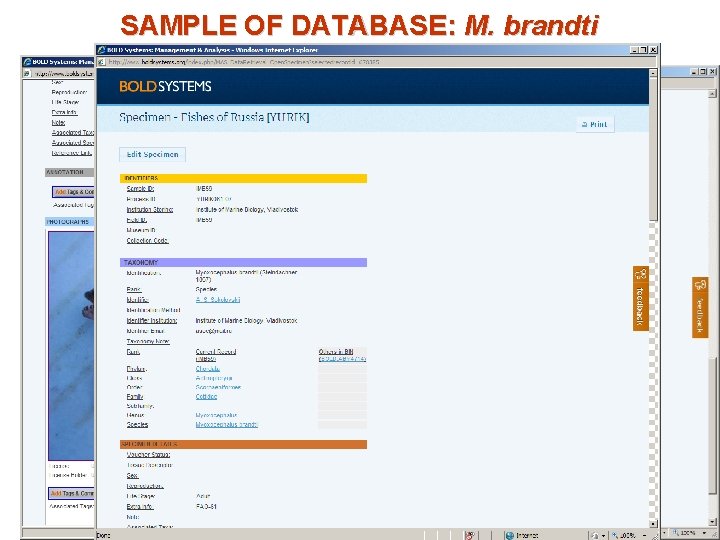 SAMPLE OF DATABASE: M. brandti 