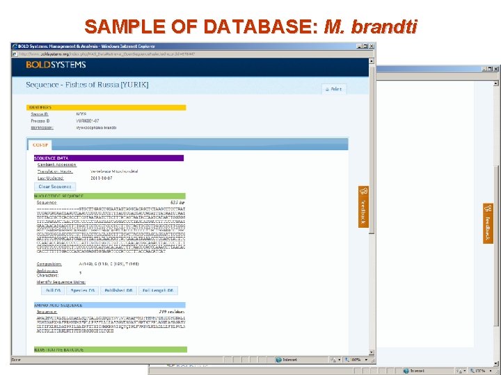 SAMPLE OF DATABASE: M. brandti 