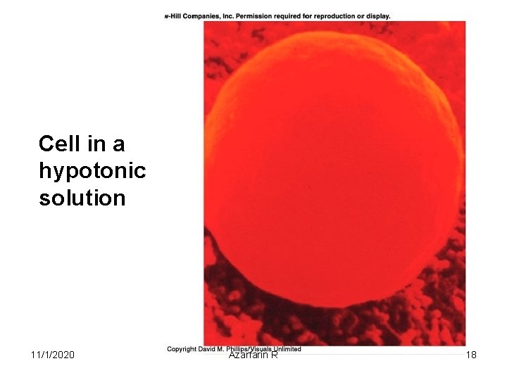 Cell in a hypotonic solution 11/1/2020 Azarfarin R 18 