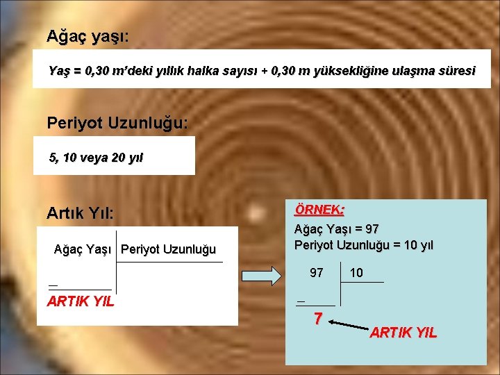 Ağaç yaşı: Yaş = 0, 30 m’deki yıllık halka sayısı + 0, 30 m