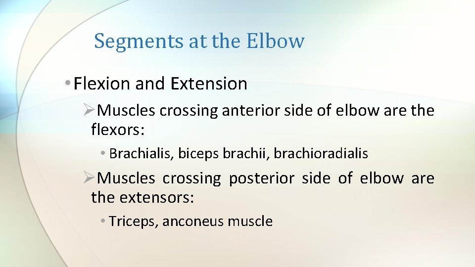 Segments at the Elbow • Flexion and Extension ØMuscles crossing anterior side of elbow