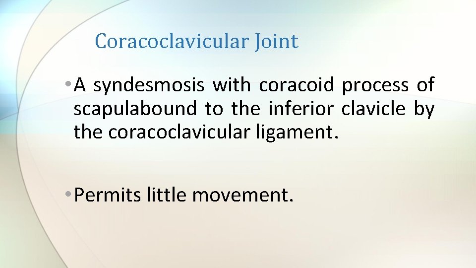 Coracoclavicular Joint • A syndesmosis with coracoid process of scapulabound to the inferior clavicle