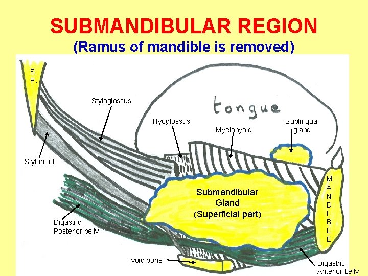 SUBMANDIBULAR REGION (Ramus of mandible is removed) S. P. Styloglossus Hyoglossus Myelohyoid Sublingual gland