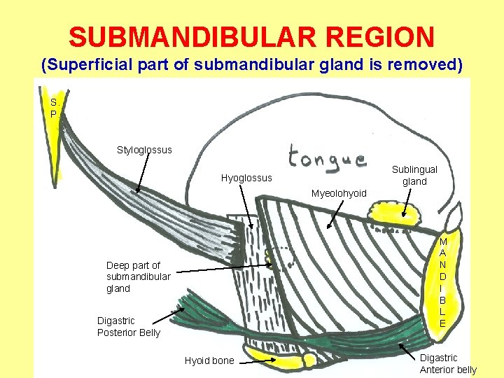 SUBMANDIBULAR REGION (Superficial part of submandibular gland is removed) S. P. Styloglossus Sublingual gland
