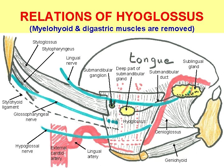 RELATIONS OF HYOGLOSSUS (Myelohyoid & digastric muscles are removed) Styloglossus Stylopharyngeus Lingual nerve Submandibular