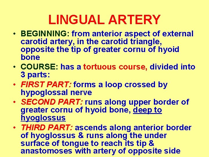 LINGUAL ARTERY • BEGINNING: from anterior aspect of external carotid artery, in the carotid