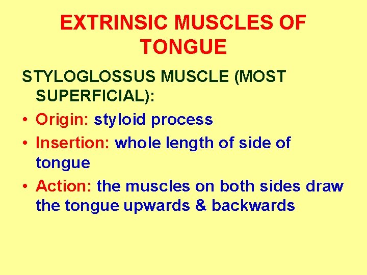 EXTRINSIC MUSCLES OF TONGUE STYLOGLOSSUS MUSCLE (MOST SUPERFICIAL): • Origin: styloid process • Insertion: