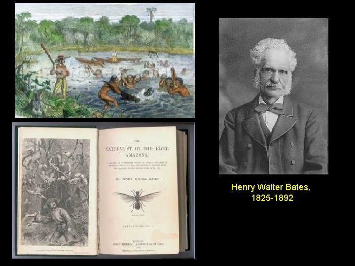 Henry Walter Bates, 1825 -1892 Henry Walter Bates, 1825 -1892
