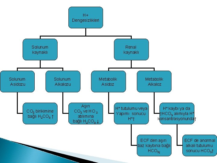 H+ Dengesizlikleri Solunum kaynaklı Solunum Asidozu Renal kaynaklı Solunum Alkalozu CO 2 birikimine bağlı