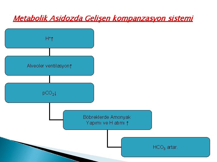 Metabolik Asidozda Gelişen kompanzasyon sistemi H+↑ Alveoler ventilasyon↑ p. CO 2↓ Böbreklerde Amonyak Yapımı