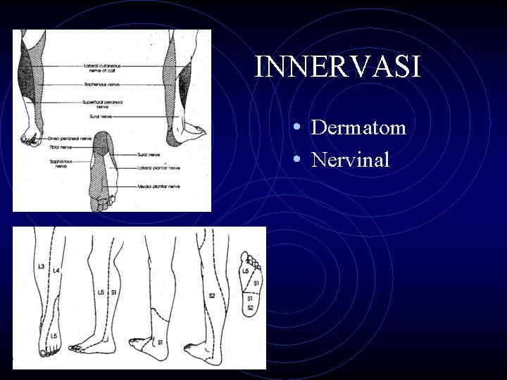 INNERVASI • Dermatom • Nervinal 