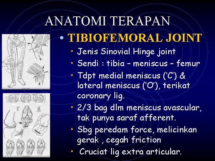 ANATOMI TERAPAN • TIBIOFEMORAL JOINT • Jenis Sinovial Hinge joint • Sendi : tibia