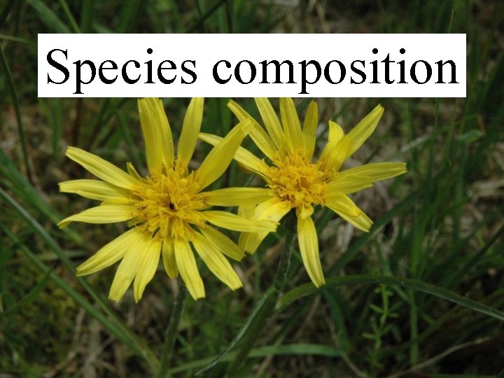 Species composition 