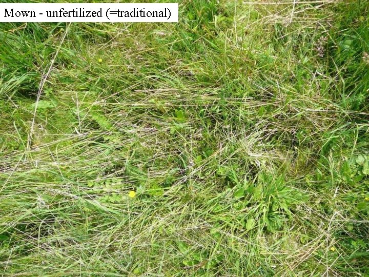 Mown - unfertilized (=traditional) 