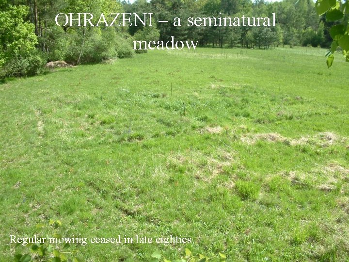 OHRAZENI – a seminatural meadow Regular mowing ceased in late eighties 
