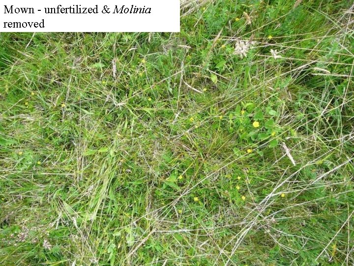 Mown - unfertilized & Molinia removed 