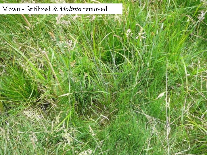 Mown - fertilized & Molinia removed 