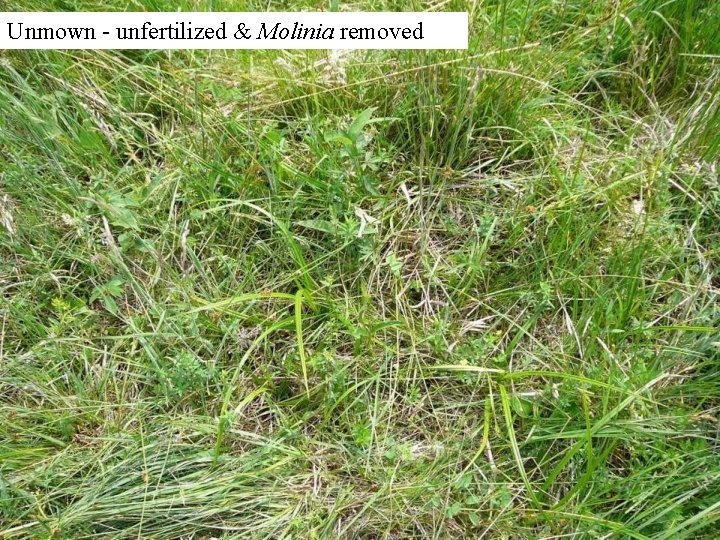 Unmown - unfertilized & Molinia removed 