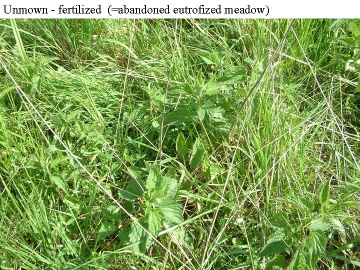Unmown - fertilized (=abandoned eutrofized meadow) 