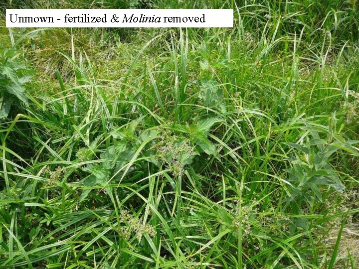 Unmown - fertilized & Molinia removed 