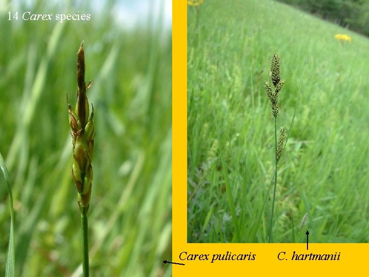 14 Carex species Carex pulicaris C. hartmanii 