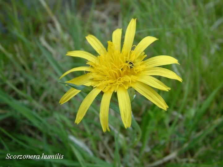Scorzonera humilis 