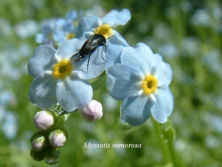 Myosotis nemorosa 