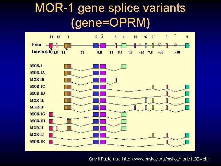 MOR-1 gene splice variants (gene=OPRM) Gavril Pasternak, http: //www. mskcc. org/mskcc/html/11384. cfm 