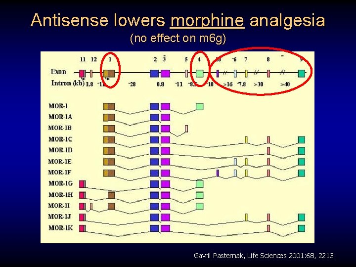 Antisense lowers morphine analgesia (no effect on m 6 g) Gavril Pasternak, Life Sciences