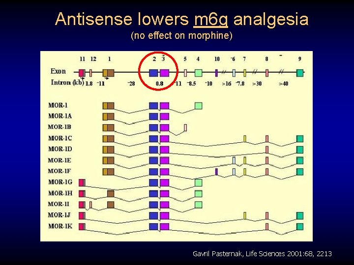 Antisense lowers m 6 g analgesia (no effect on morphine) Gavril Pasternak, Life Sciences