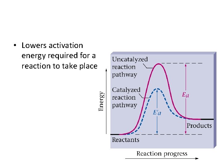  • Lowers activation energy required for a reaction to take place 