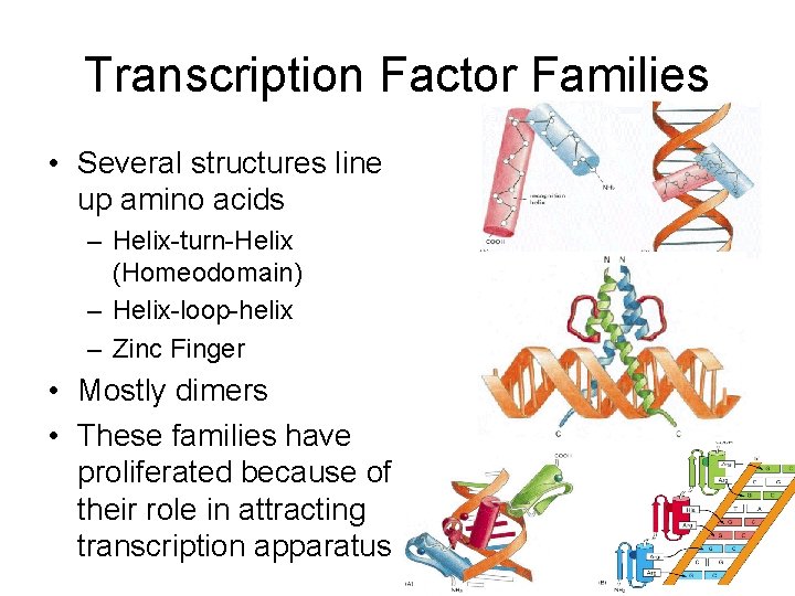 Transcription Factor Families • Several structures line up amino acids – Helix-turn-Helix (Homeodomain) –