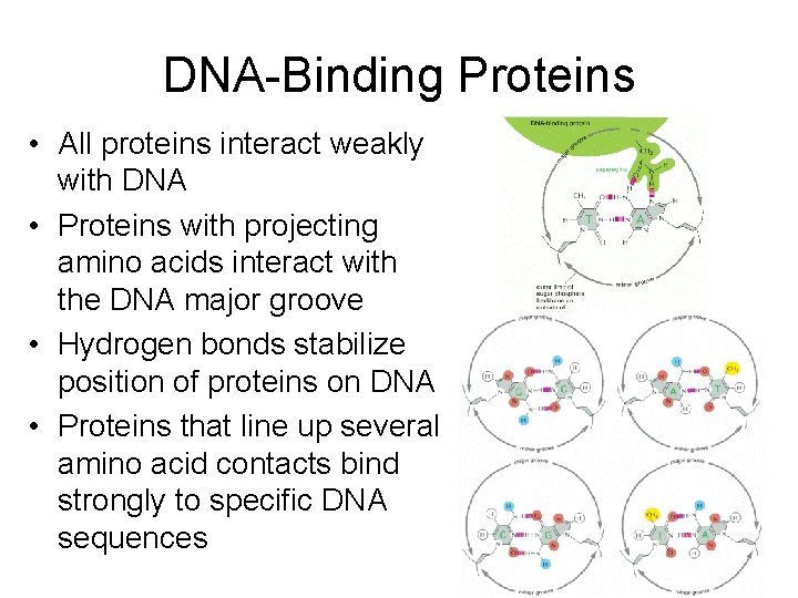 DNA-Binding Proteins • All proteins interact weakly with DNA • Proteins with projecting amino