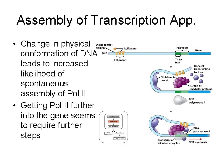 Assembly of Transcription App. • Change in physical conformation of DNA leads to increased