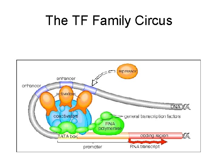 The TF Family Circus 