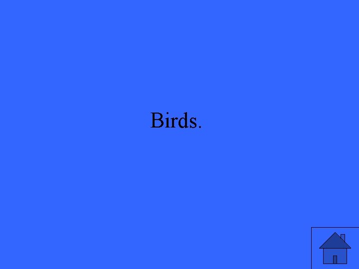 Birds. 